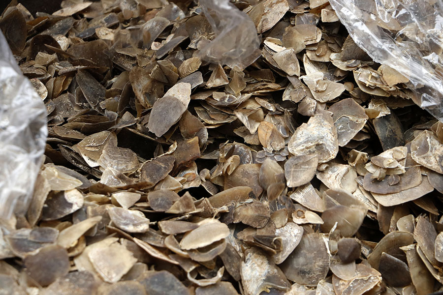 The trade network for pangolin scales is highly secretive and difficult to uncover. Image by Junaidi Hanafiah/Mongabay Indonesia.