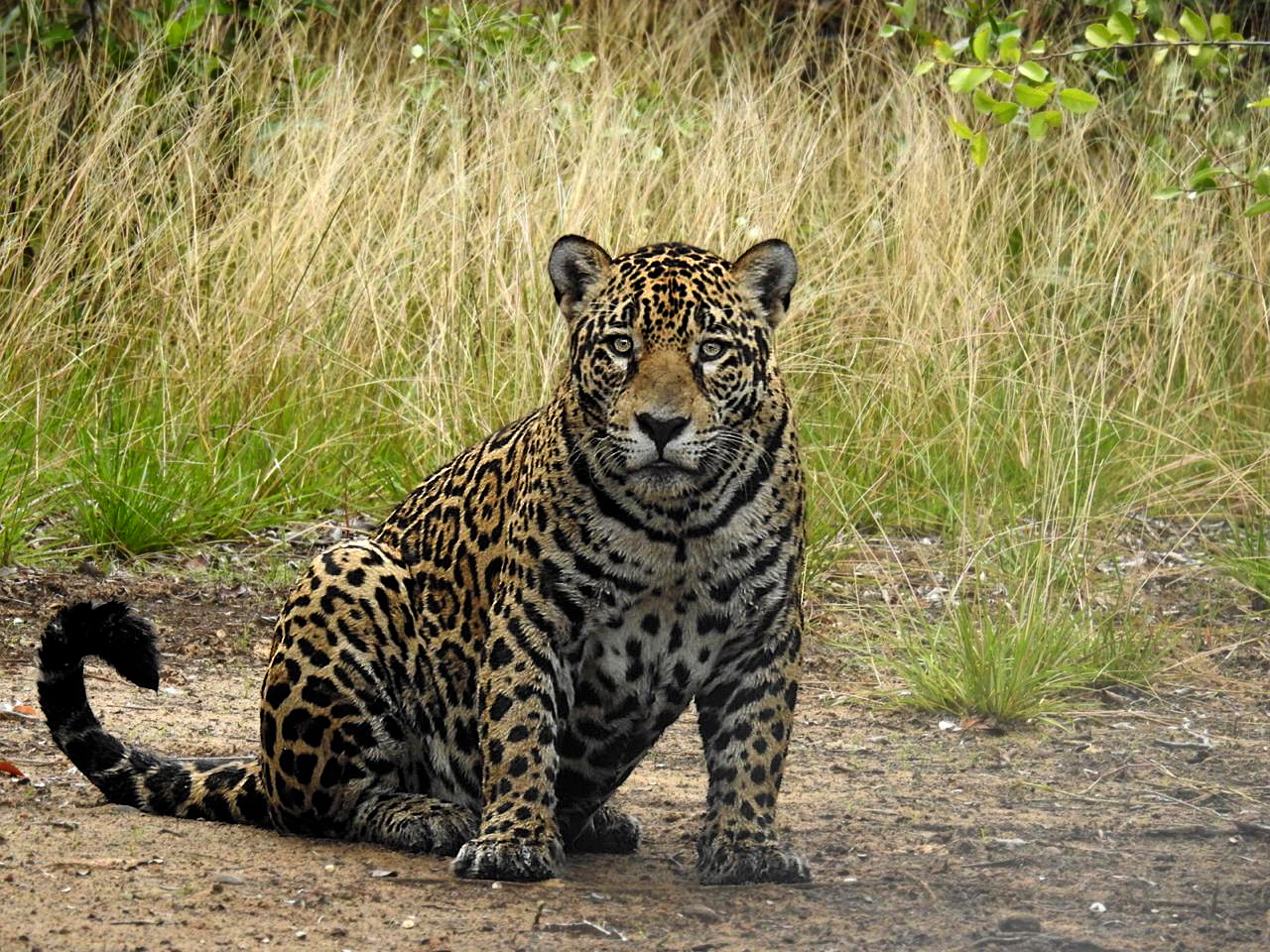 Jaguars are declining in their habitats because of deforestation, habitat fragmentation, poaching and loss of prey.