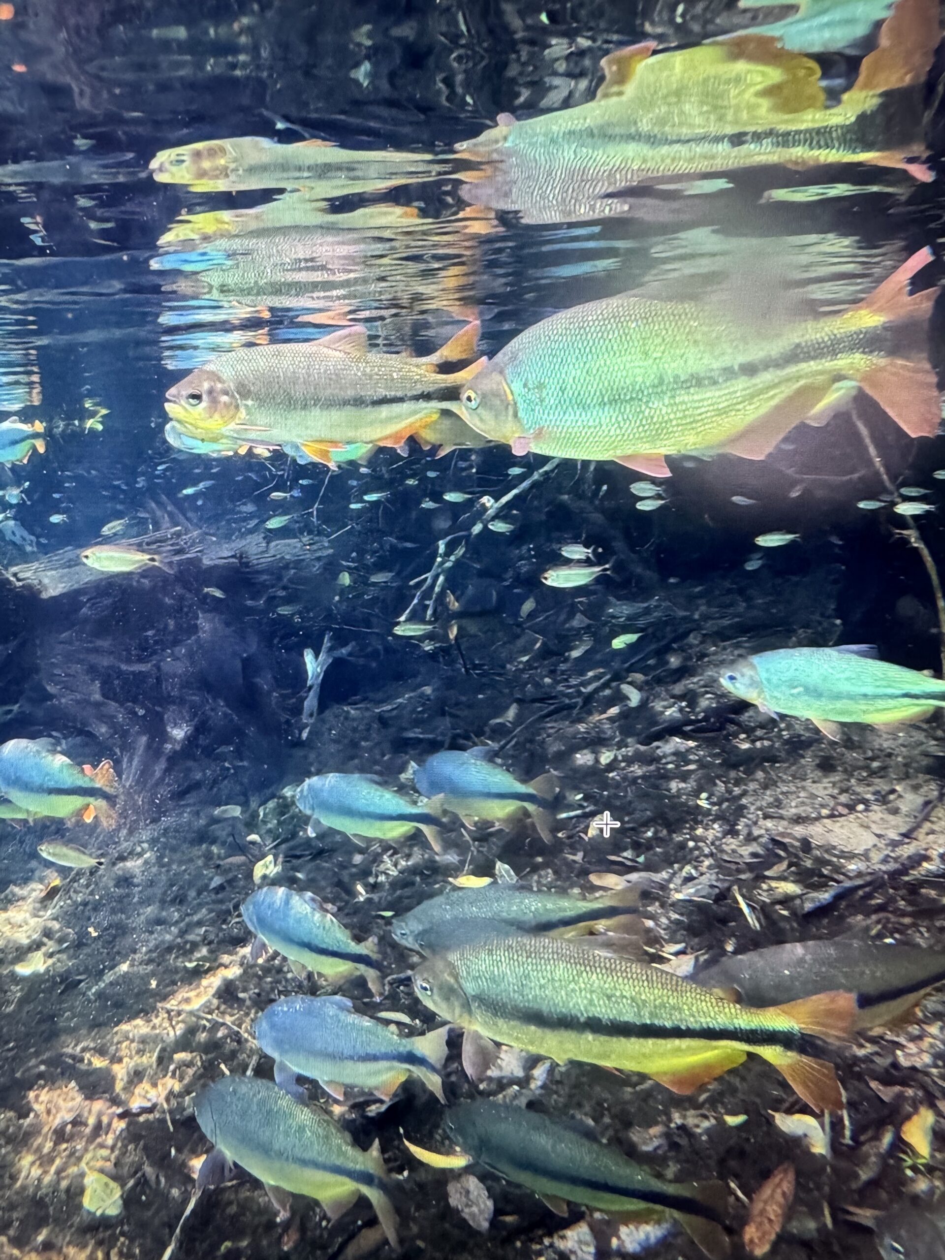 Schools of freshwater fish glide through clear waters in Brazil’s Rio de Prata, part of a vast and interconnected river ecosystem in the Mato Grosso do Sul region of Brazil. Image by Stefan Lovgren.