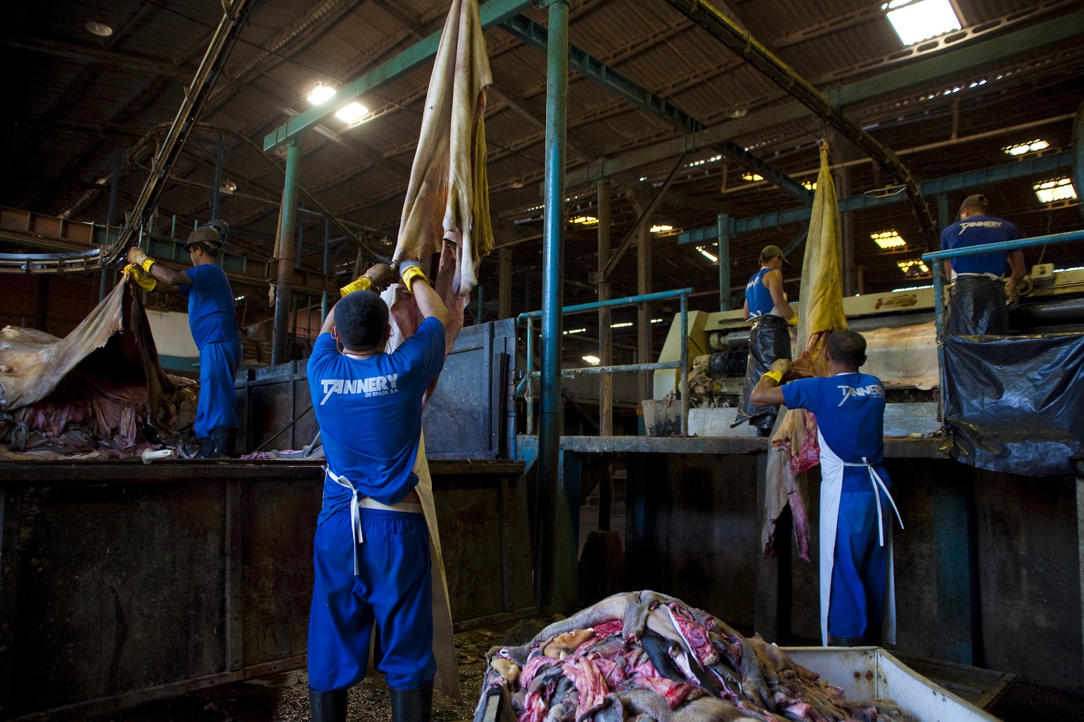 Workers are handling hides to produce leather at a tannery in Cáceres. Hides from cattle raised on Amazonian pasture are used for well-known brand name shoes and other leather products.