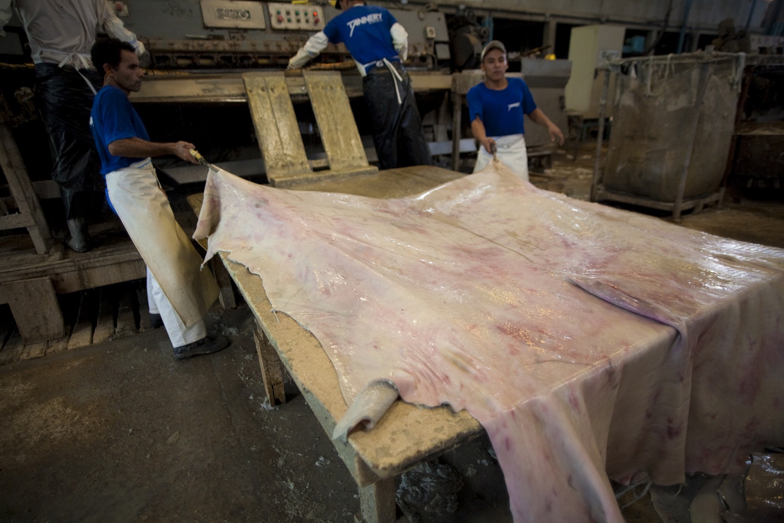 Workers are handling hides to produce leather at a tannery in Cáceres. Hides from cattle raised on Amazonian pasture are used for well-known brand name shoes and other leather products. Greenpeace is campaigning to expose the trade of cattle raised on illegally deforested land.