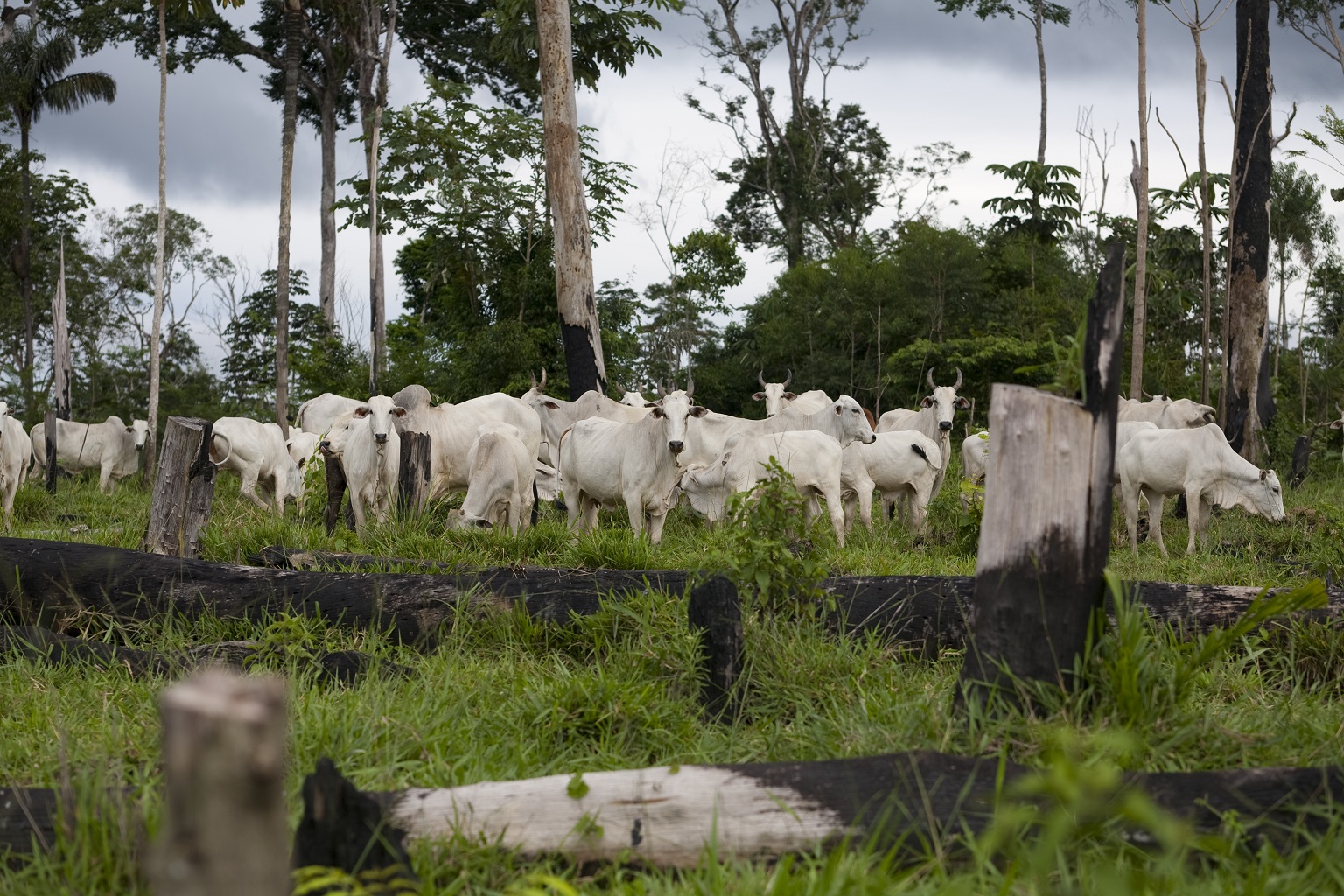 Cattle in a deforested area in Flona do Jamanxim. Cattle ranching is the primary driver of forest destruction in the Brazilian Amazon.