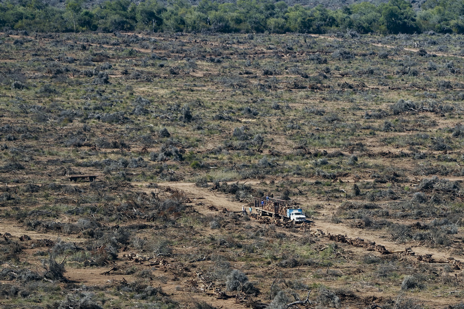 The Gran Chaco is the second largest forest ecosystem in South America, after the Amazon. Divided amongst Argentina, Paraguay, Bolivia, and a small part of Brazil, the Gran Chaco is home to 3,400 plant species, 500 bird species, 150 mammals, 120 reptiles, and 100 amphibians. There are also more than 4 million people living in the region, around 8% of whom are Indigenous People depending on the forest to obtain food, water, lumber, and medicine.