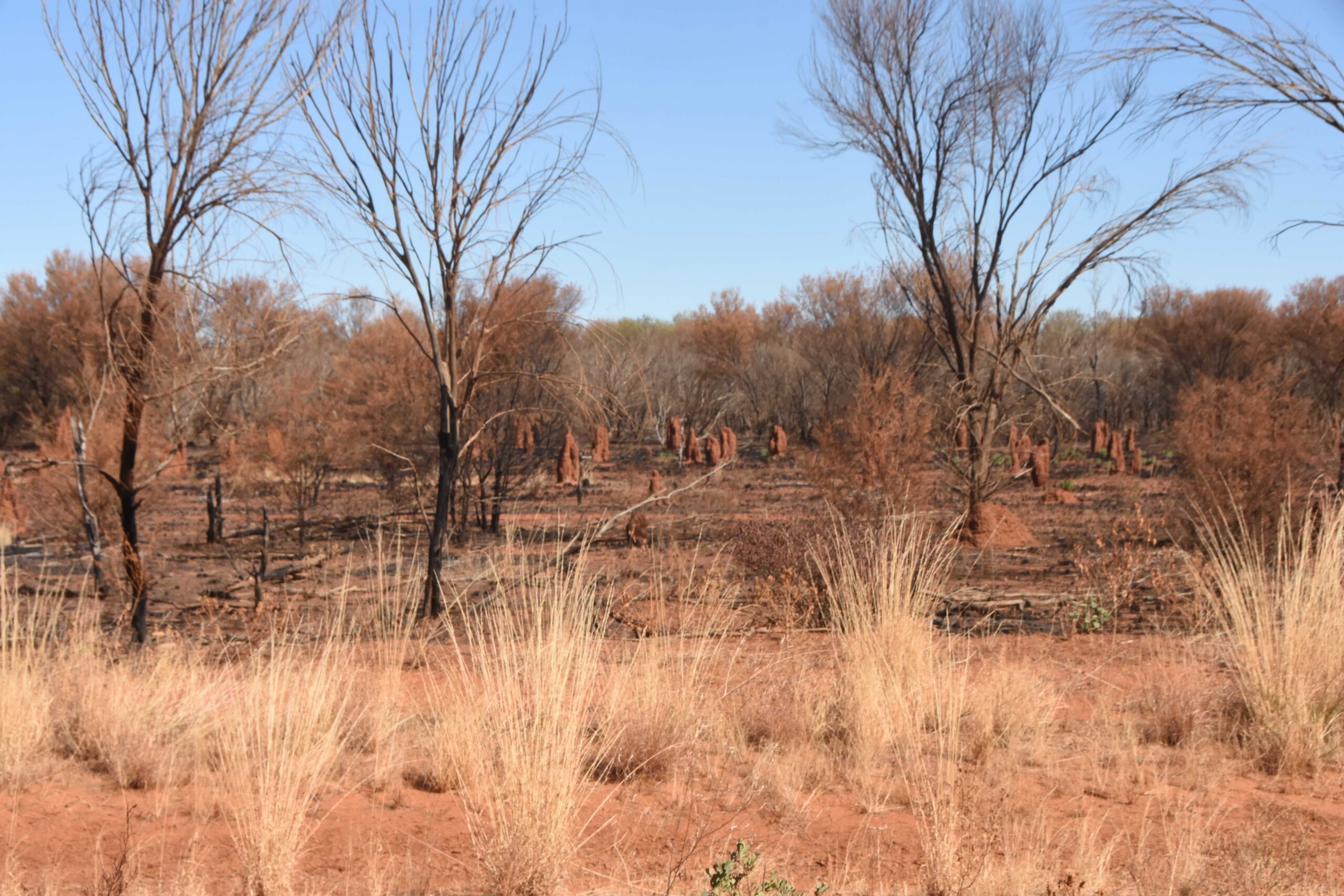 Termite mounds country scarred by Warlpiri cultural burning in the northern Tanami Desert. Image by Anthony Ham.