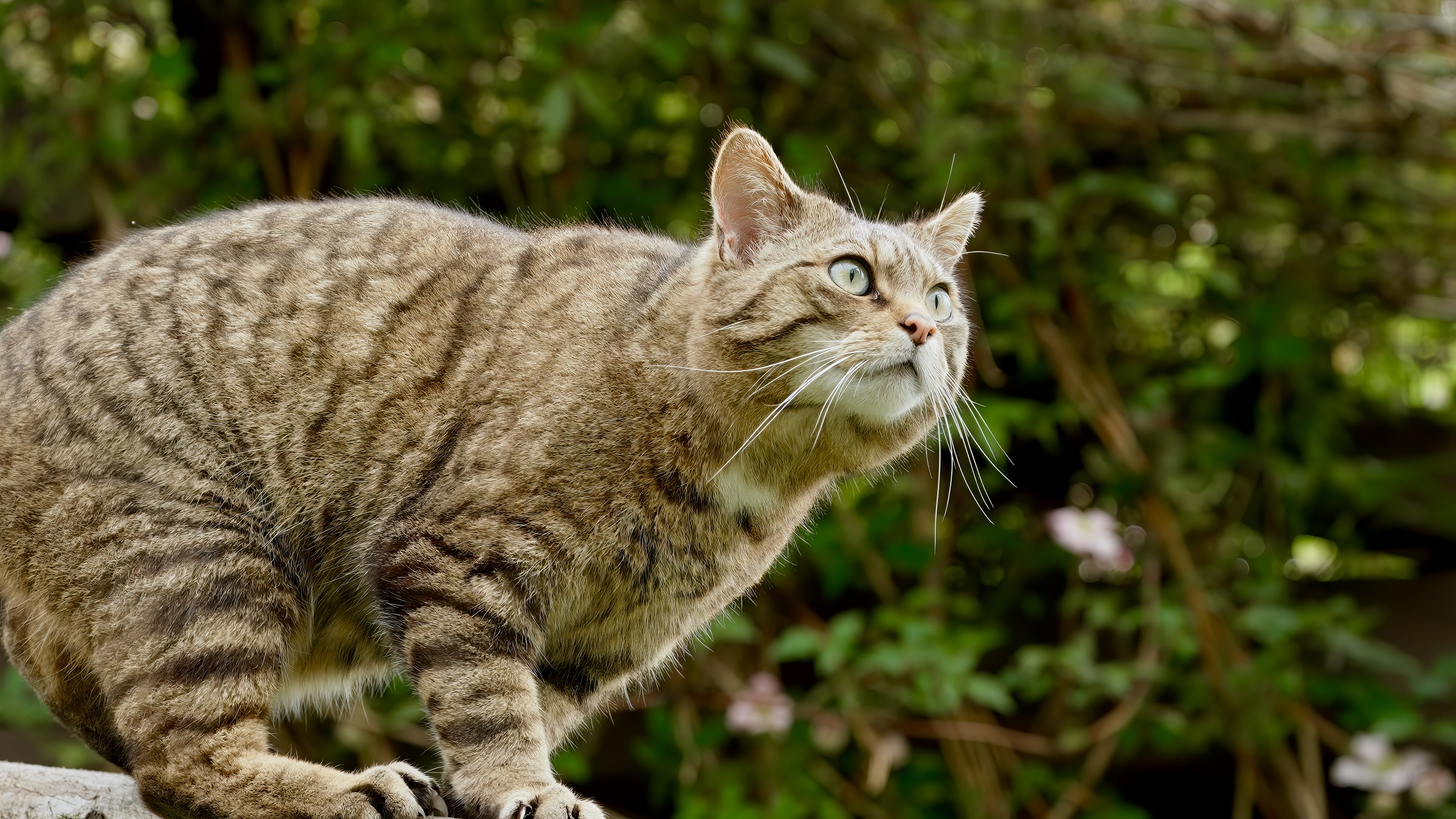 The European wildcat hovers between recovery and local extinction