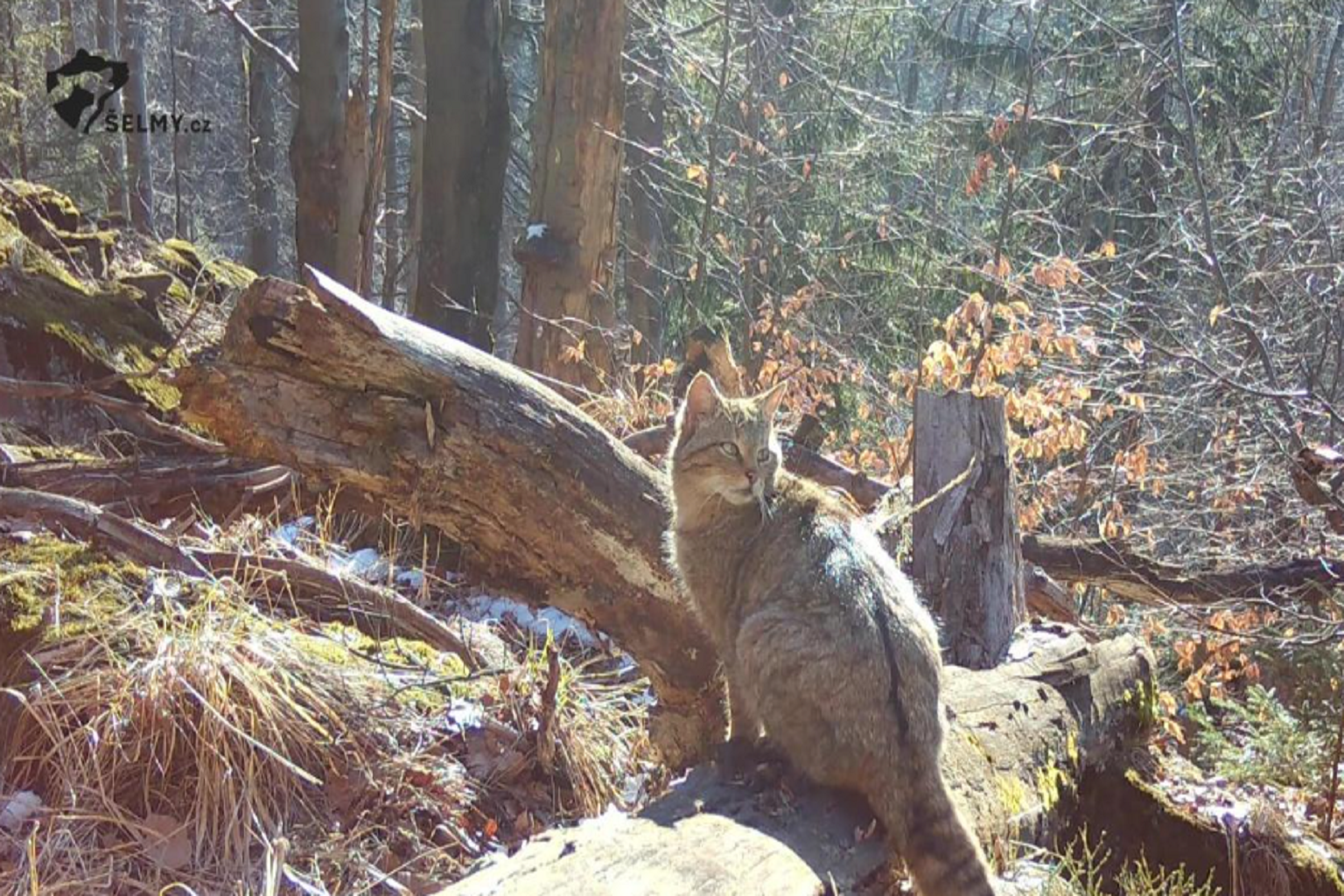 Tonka, a female European wildcat, in the Czech Republic’s Lusatian Mountains. She gave birth to at least three kittens earlier this year. Their birth has been hailed as a positive sign that the species may have a chance here.
