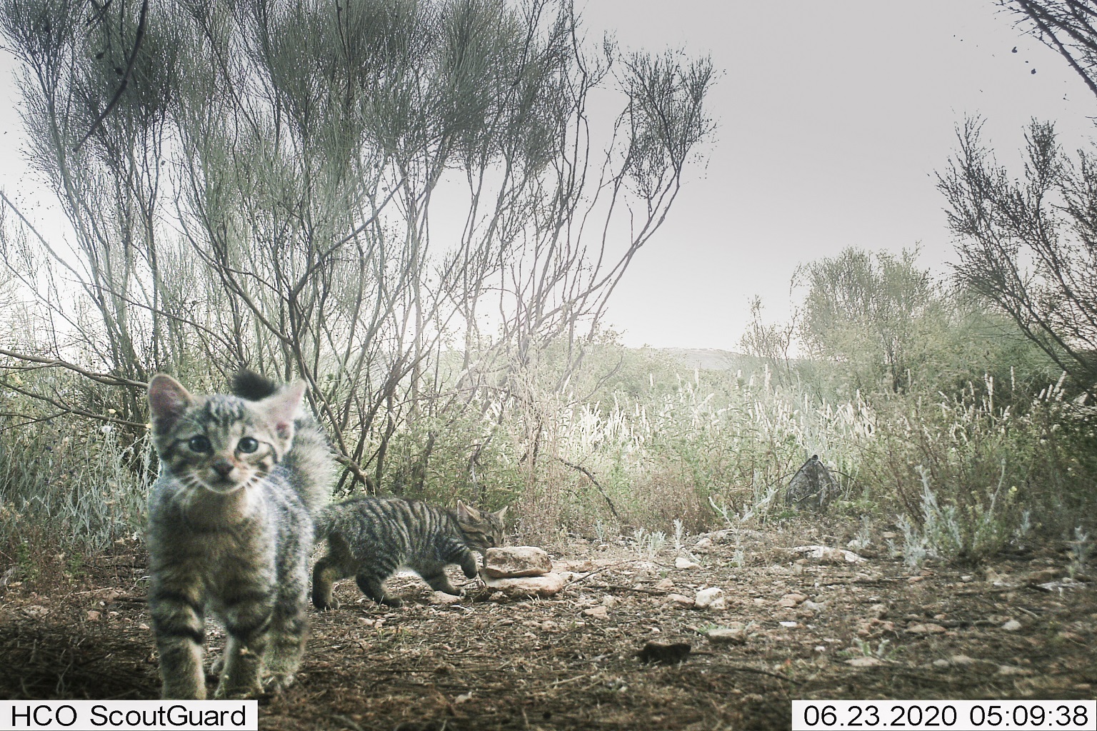 Wildcat kittens photographed in Spain where this small cat doesn’t have a national threat status; experts believe it warrants classification as a vulnerable species.