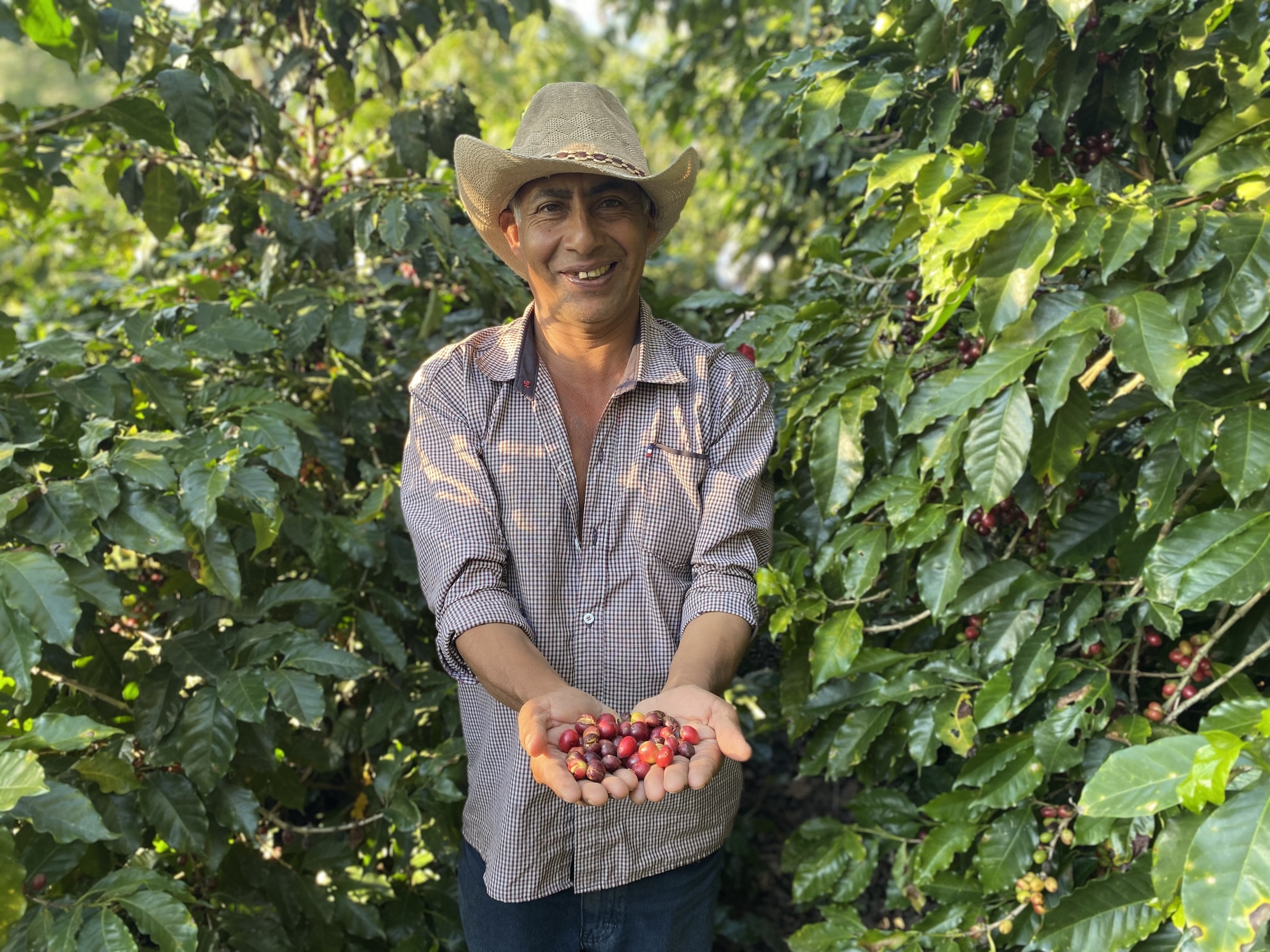 EU deforestation law risks leaving Honduran coffee farmers behind
