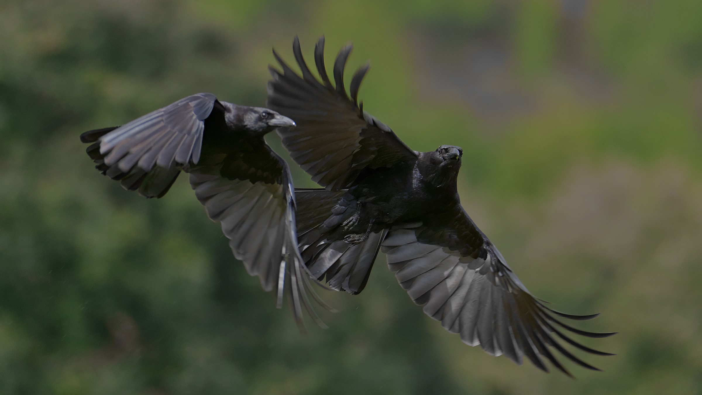 From caws to code: AI helps decrypt animal communication