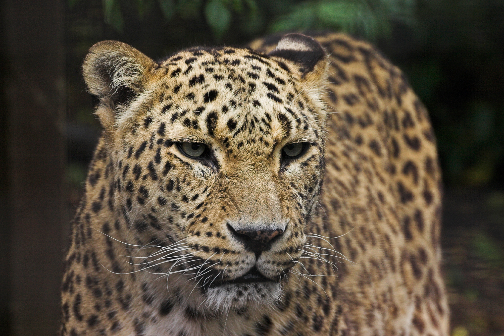 Endangered Persian leopards persist across borders, despite&hellip;