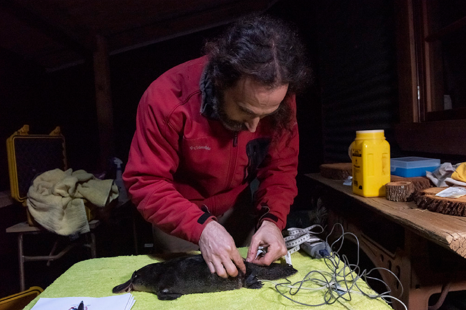 Researcher Gilad Bino measures a platypus captured as part of a study to learn more about this little-studied animal.