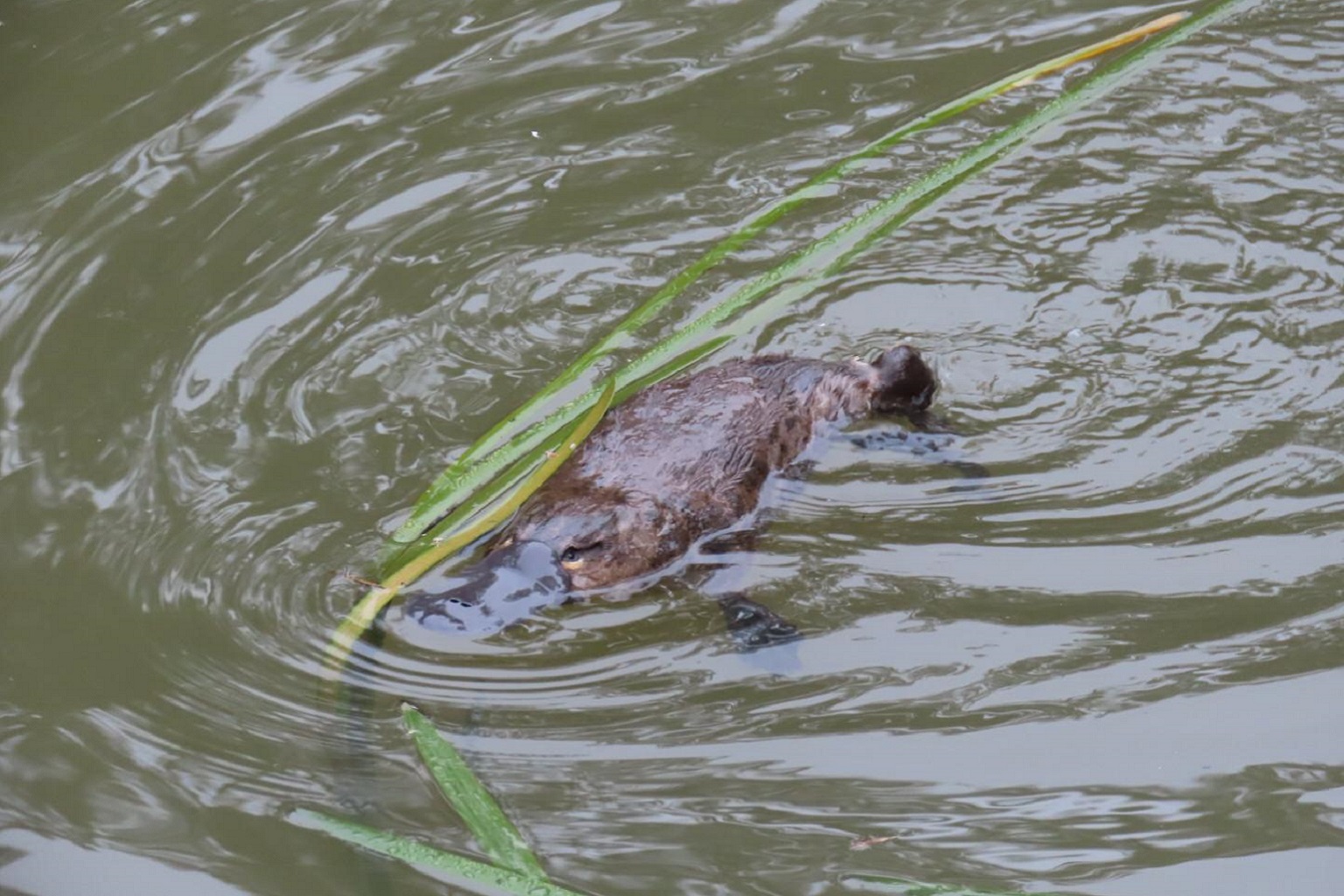 Platypus swimming in a natural environment, a deep pool with a well vegetated soil bank for building a burrow.