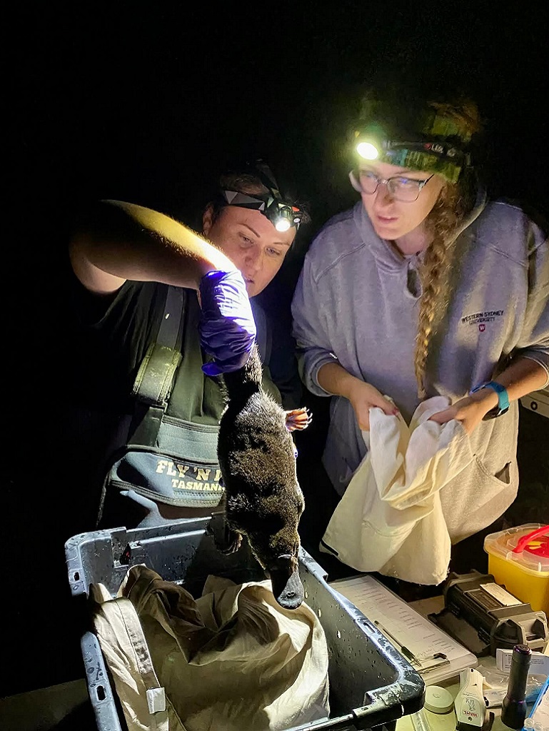 Researcher Michelle Ryan conducts a quick health survey before releasing a platypus.