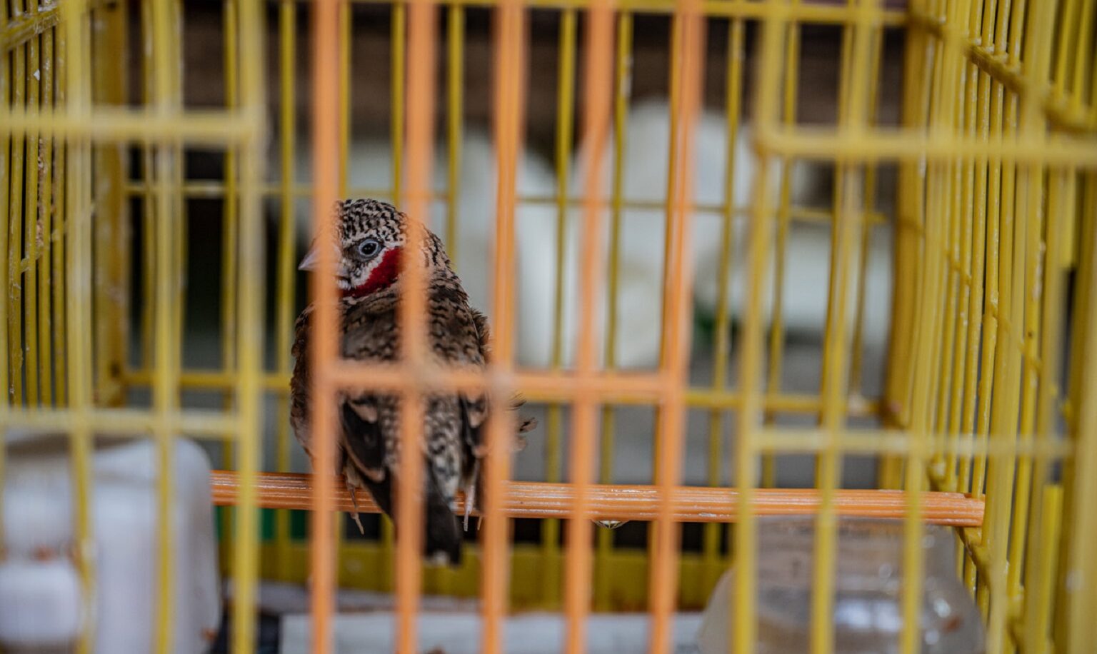 More than a million live birds imported to Asia in 15 years, report finds