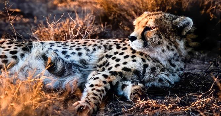 War on Iran may threaten conservation of the world’s rarest big cat