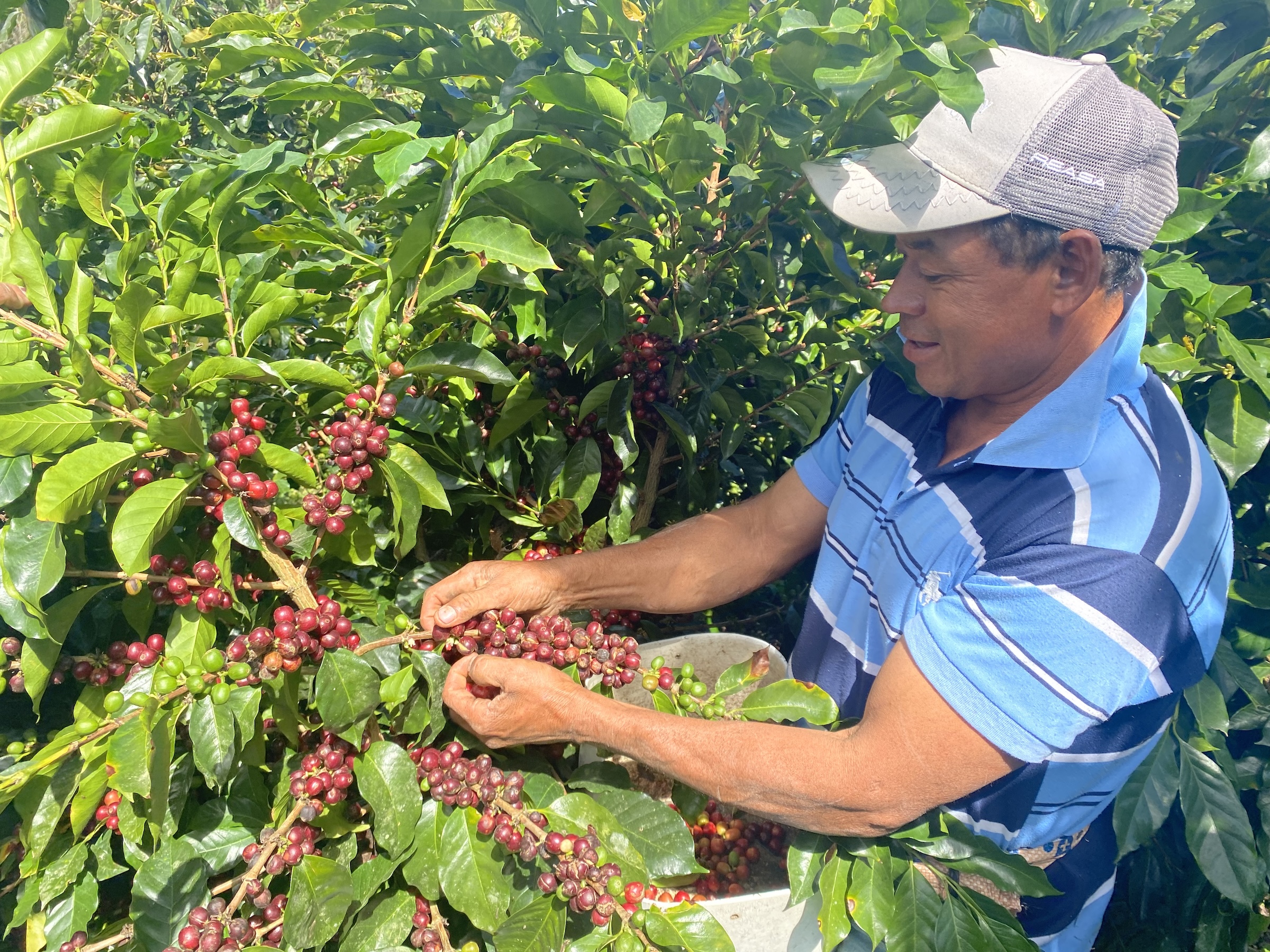 For Honduran coffee growers, EUDR compliance means changing&hellip;
