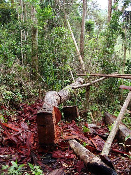 Selective logging in Masoala National Park. Photo by Zuzana Burivalova