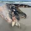 A stranded Bryde’s whale at Dyer Island. The 90-degree bend of the body suggests broken vertebrae as result of a ship strike, according to Loraine Shuttleworth. Image courtesy of Loraine Shuttleworth/Dyer Island Conservation Trust.