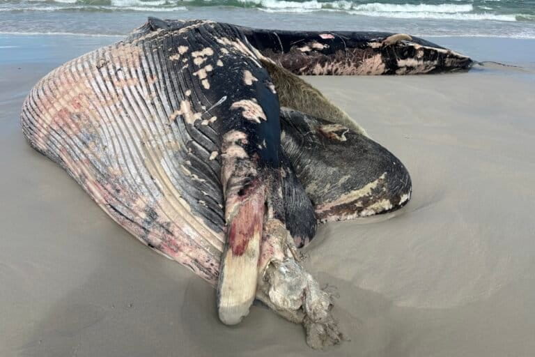 A stranded Bryde’s whale at Dyer Island. The 90-degree bend of the body suggests broken vertebrae as result of a ship strike, according to Loraine Shuttleworth. Image courtesy of Loraine Shuttleworth/Dyer Island Conservation Trust.