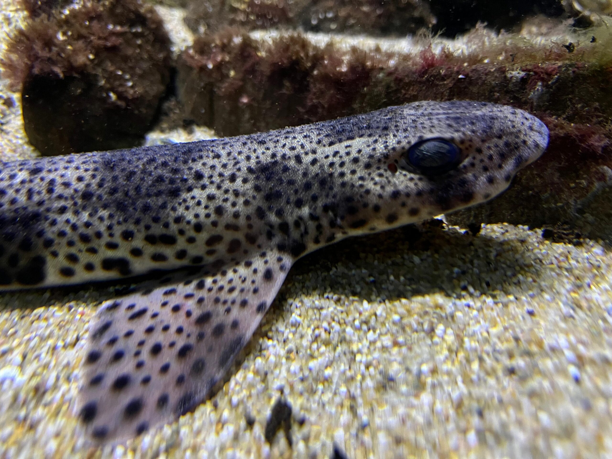 A small-spotted catshark used in Wageningen University & Research laboratory experiments to explore impacts of electromagnetic fields produced by different types of electricity. Image courtesy of Annemiek Hermans.