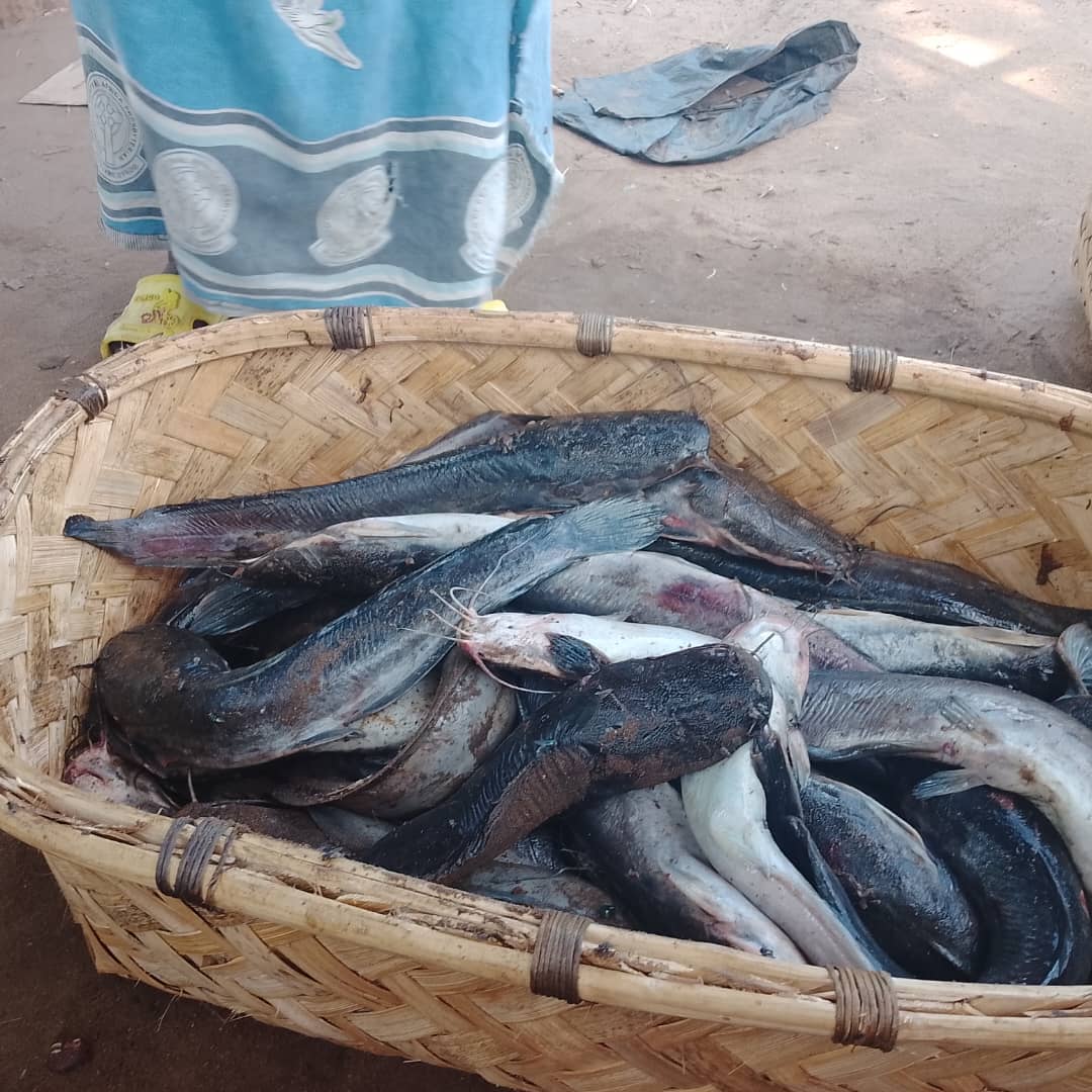 Catfish for sale at Sorjin, one of the fish markets at Elephant Marsh. Image by Charles Mpaka for Mongabay.
