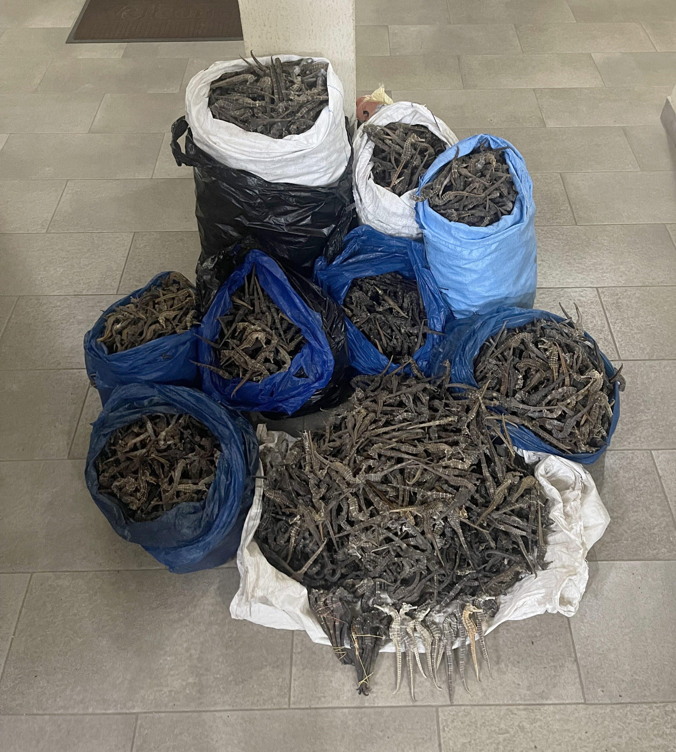Dried seahorses seized by authorities in Guinea.