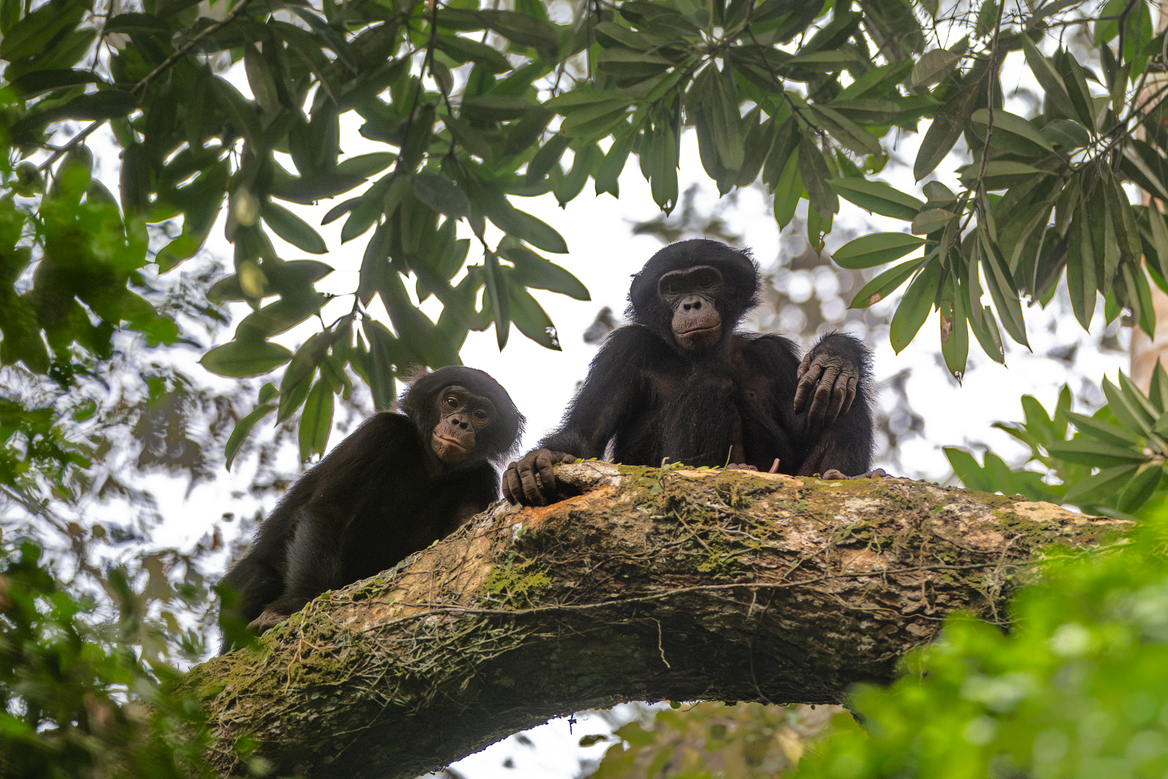 Four years to earn their trust: Habituating bonobos in DRC’s Salonga National Park