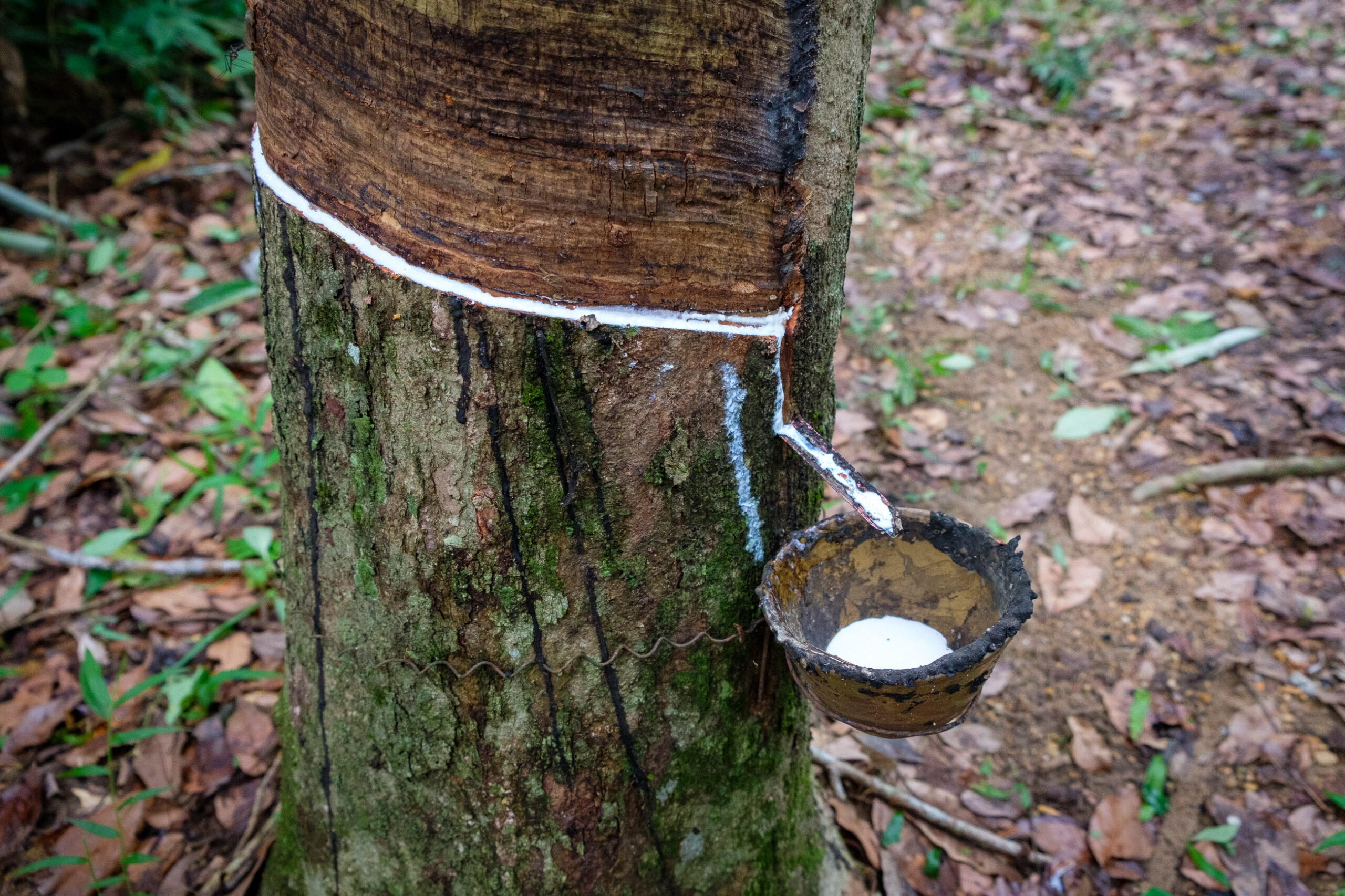 Rubber tapping