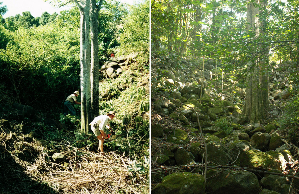 Fig 1 (a) Regenerators at work in Jephcotts stinger gulley 1992. (b) Recovering rainforest at the same site in 2006, 14 years later. Photos by Mark Dunphy.