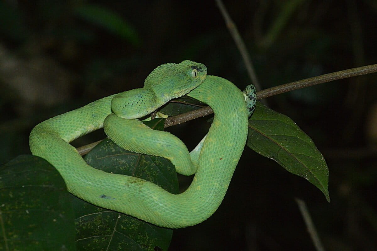 Snakes like this West African bush viper (Atheris chlorechis) are unique to the Upper Guinean rainforest. Image: Ryan Truscott.