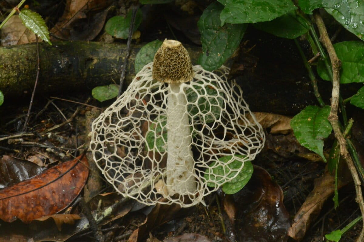 The veiled stinkhorn (Phallus sp.), produces a delicate lace-like skirt — and a carrion-like smell to attract flies which spread its spores. Image: Ryan Truscott