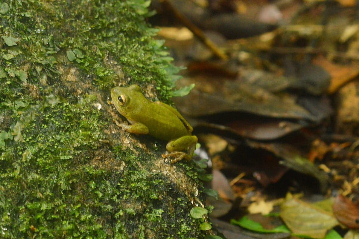 Amphibians like this member of the frog genus Hyperolius could prove a big draw for specialist tours to Tai forest. Image: Ryan Truscott
