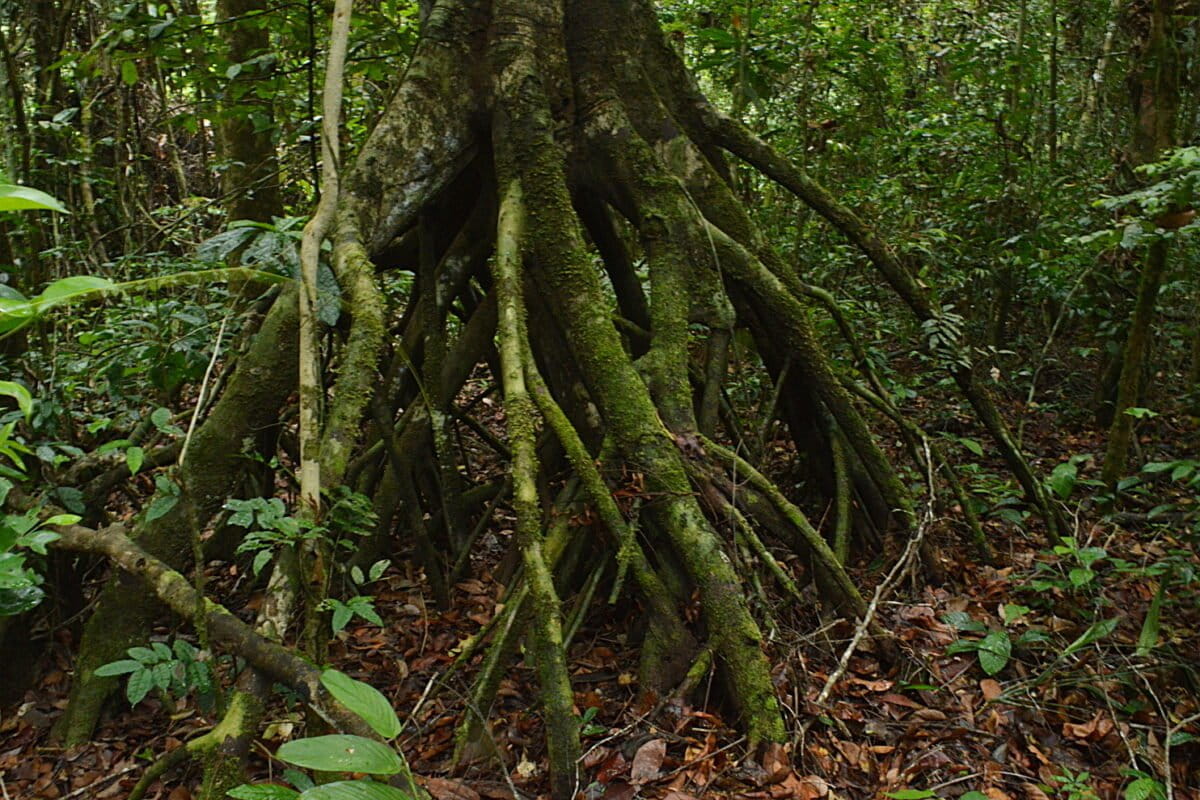 The stilt-like roots of a Uapaca tree, one of the dominant rainforest trees in damp areas in the northern part of Tai National Park. Image: Ryan Truscott