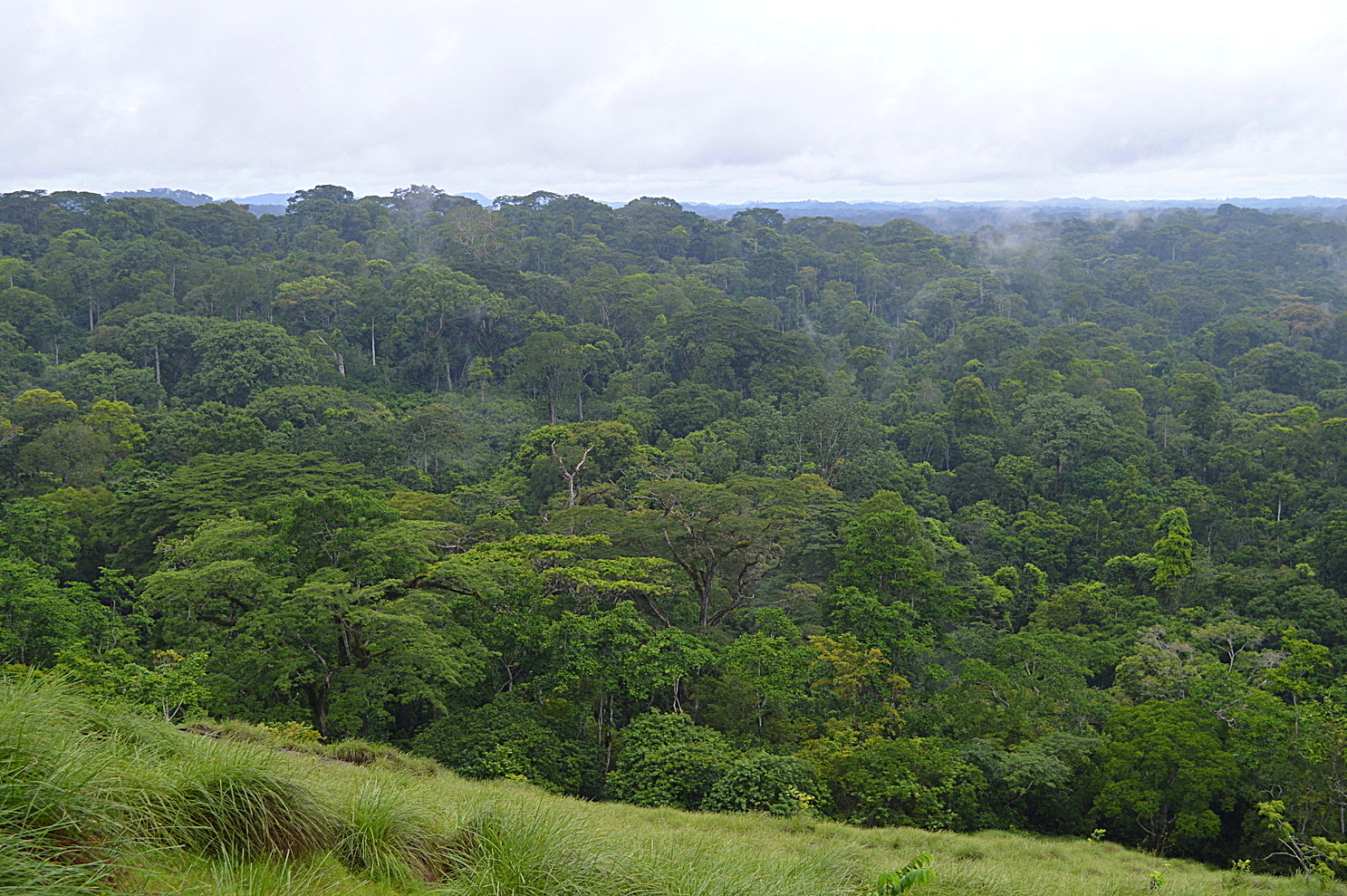 Unbroken canopy of primary rainforest near Djouroutou, in the south of the Taï National Park. Côte d’ivoire’s parks service is working with two NGOs to establish a corridor to reunite this portion of Upper Guinean rainforest with forest in Grebo National Park in neighbouring Liberia. Image by Ryan Truscott for Mongabay.