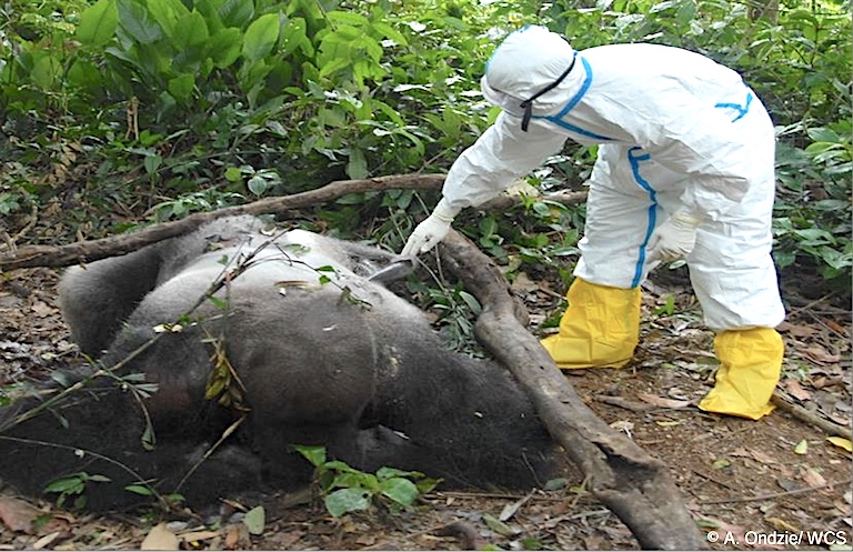 In partnership with local governments across Central Africa, WCS set up an early warning system for Ebola, working with traditional hunters, forest communities, and rangers to raise awareness and promote best practices in zoonotic risk reduction, and to monitor wildlife health through sampling and a carcass monitoring, as in this case where a worker surveys a gorilla. Image courtesy of A. Ondzie / WCS.