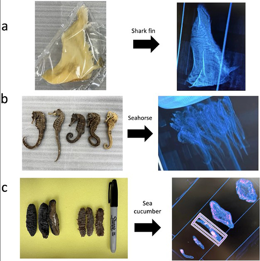 Research images. (From top to bottom) Samples of shark fin, seahorse, and sea cucumber, along with security X-rays of each item. Image courtesy of Vanessa Pilotta.