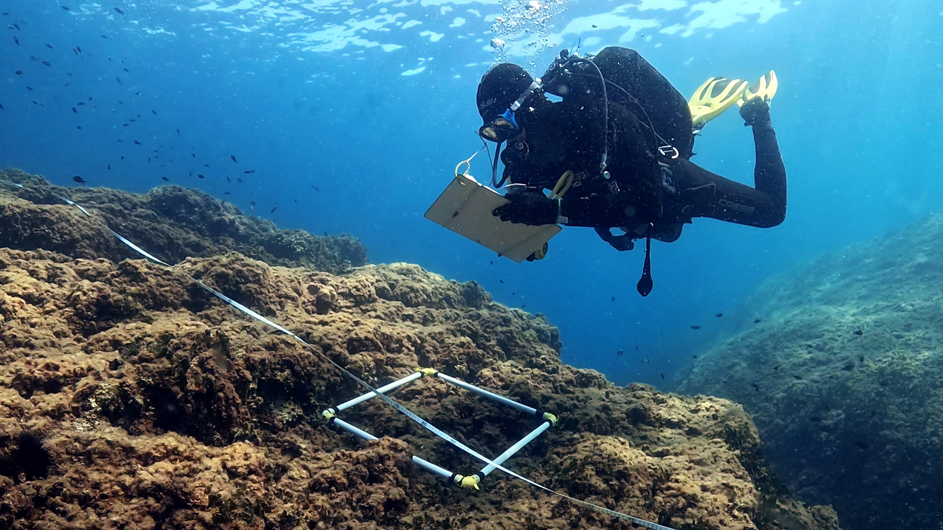 A researcher monitors sea urchin density inside or near the Gaiola MPA. Image courtesy of Maurizio Simeone.