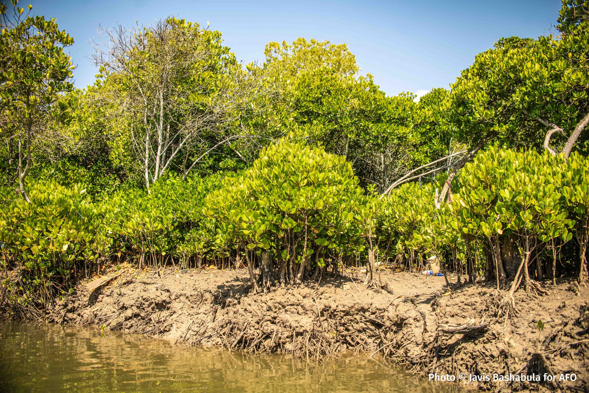 Mangrove forests help protect coastlines, store carbon and provide nursery grounds for fish. Image by Javis Bashabula/ Action for Ocean.
