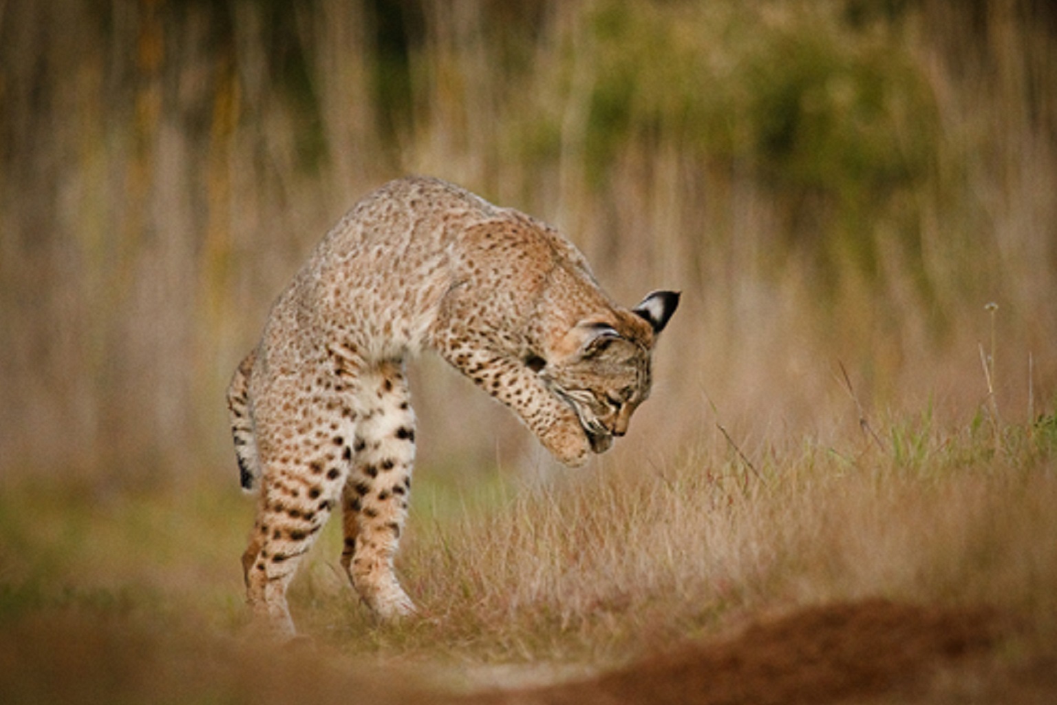 Research shows that anticoagulant rodenticides can disrupt the bobcat’s immune system, potentially leaving them susceptible to mange.