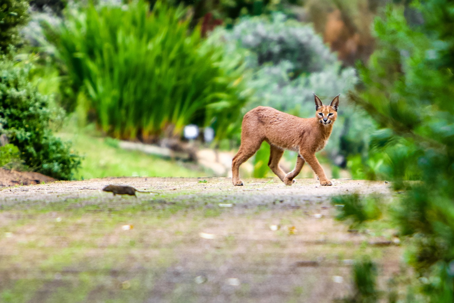 A caracal eyes a rodent in South Africa’s Cape Peninsula, where the cats are regularly exposed to rodenticides through poisoned prey.