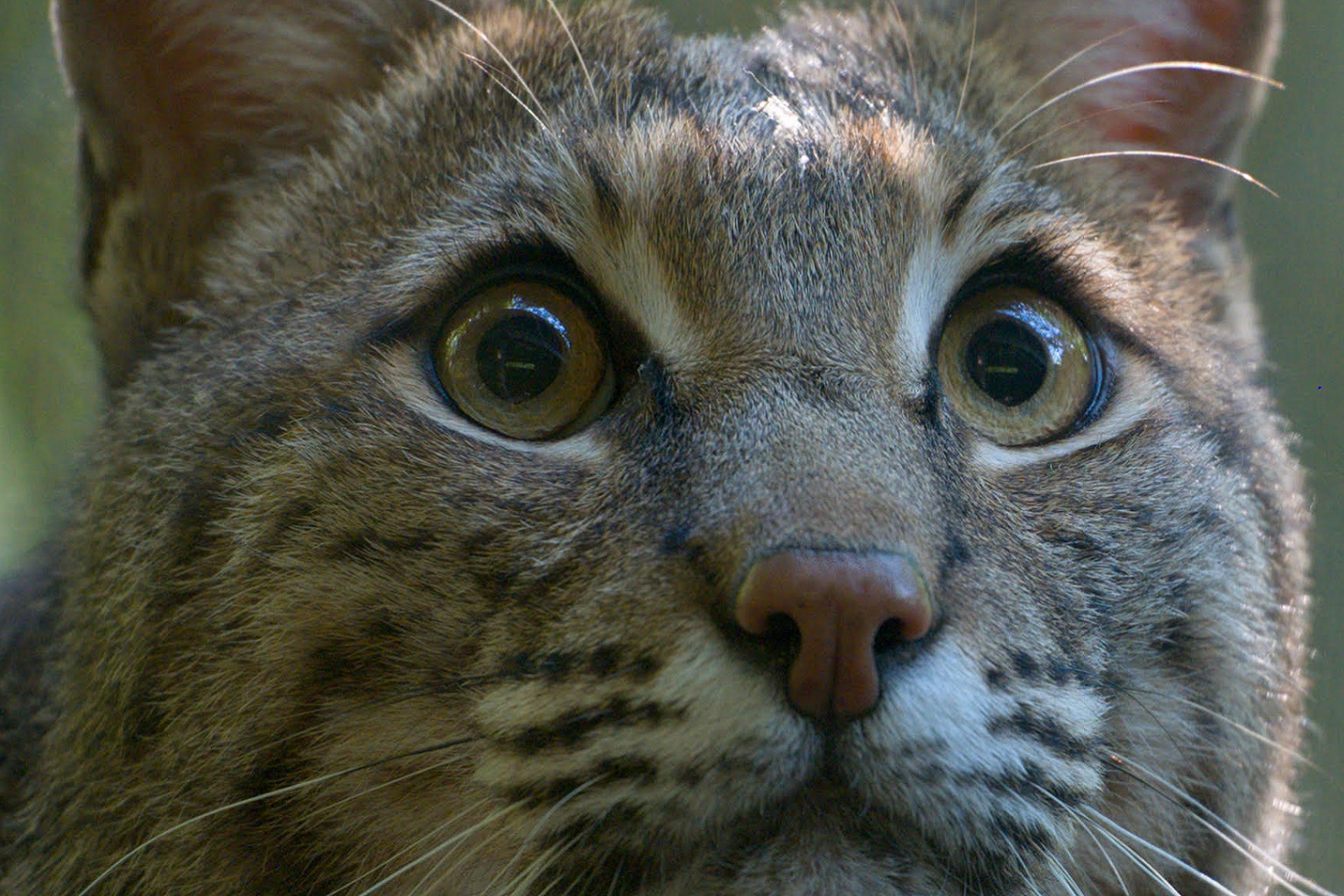 The bobcats living on Kiawah Island in South Carolina are the only small cat population facing a decline definitively caused by rodenticides. That population’s small size and dependence on rodents as part of their diet may have contributed to the large impact of the poisons.