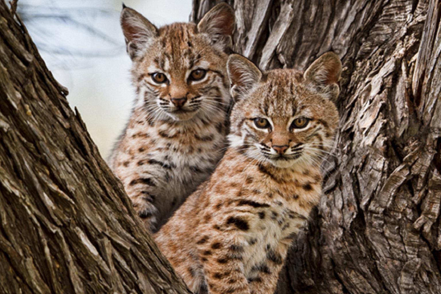 There has been relatively little research on the impacts of rodenticides on small cat species other than bobcats, pictured here, and caracals.