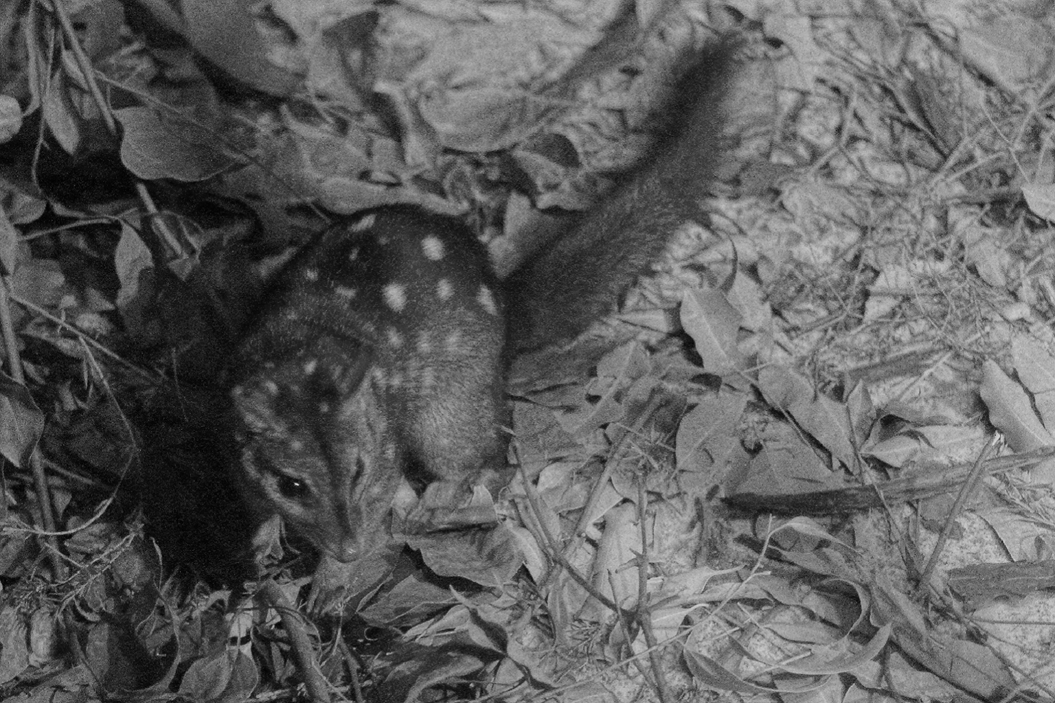 Southwestern Australia’s western quoll, a threatened species, is exposed to rodenticides. In one postmortem, one quoll had liver concentrations three times that considered lethal.