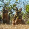 While caracals are classified as species of least concern overall, some populations are seriously declining, with some local extinctions; rodenticides join habitat loss, hunting, conflict with humans and other threats to their survival.