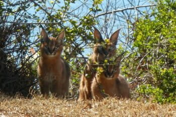 While caracals are classified as species of least concern overall, some populations are seriously declining, with some local extinctions; rodenticides join habitat loss, hunting, conflict with humans and other threats to their survival.