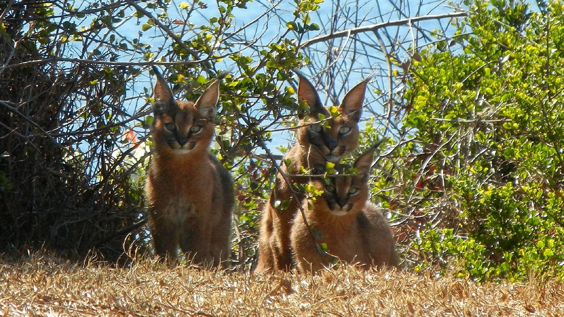 Rodent-killing baits threaten small wild cats and other wildlife