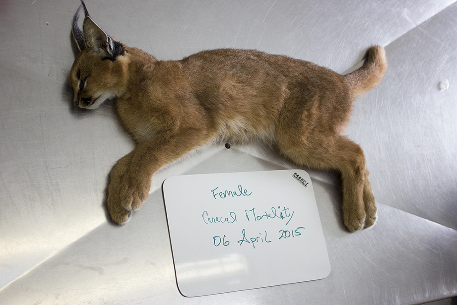 A dead caracal. Roadkill remains the largest cause of mortality amongst caracals living in South Africa’s Cape Peninsula, but researchers suspect that rodenticide exposure makes animals more vulnerable.