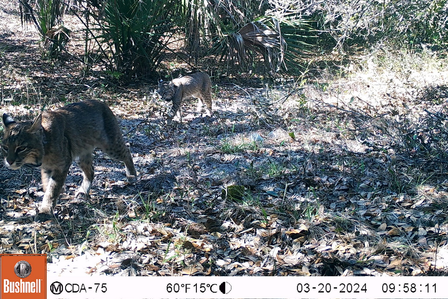 Two collared bobcats on South Carolina’s Kiawah Island are part of a study on this endangered population that is in decline because of anticoagulant rodenticide poisoning.