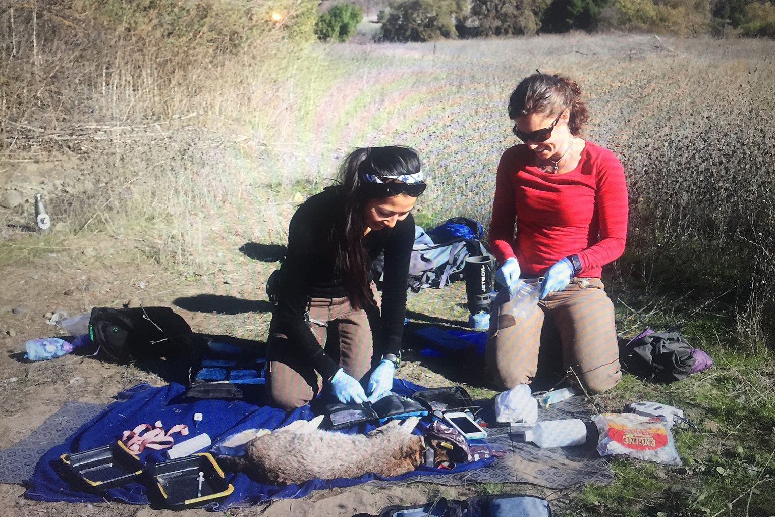 Research by Laurel Serieys (center) discovered widespread exposure to anticoagulant rodenticides in bobcats.