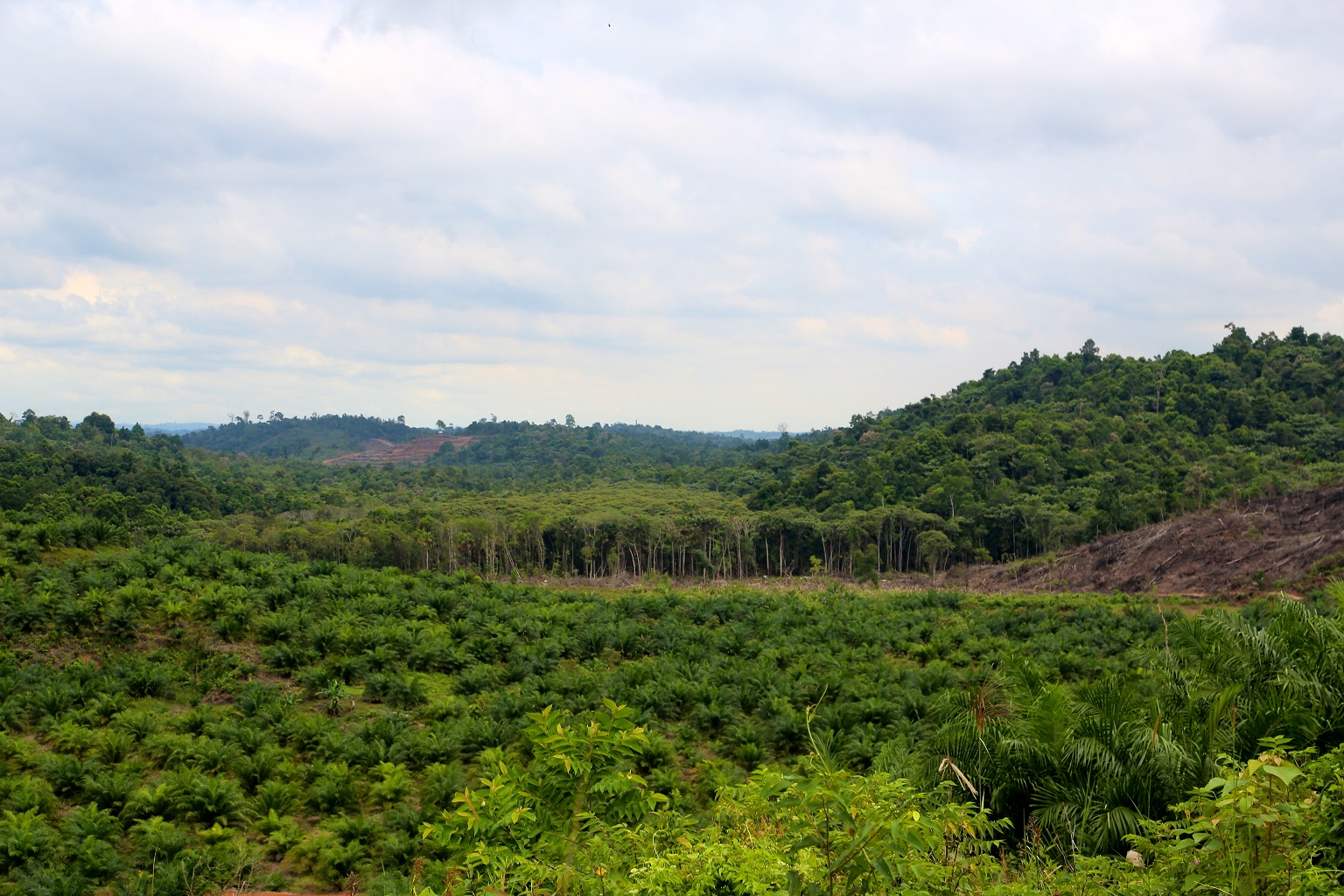 Research published in 2022 identified rodenticides as a likely threat to species frequenting palm oil plantations in Southeast Asia, but no studies have followed up to confirm rates of exposure among species such as leopard cats, civets or others.